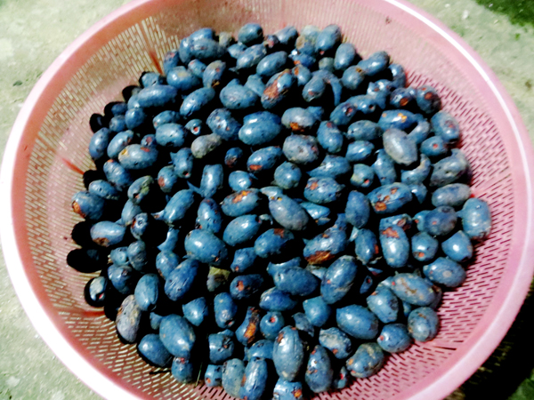 Lạ miệng với món xôi cọ của người Tày - ảnh 2