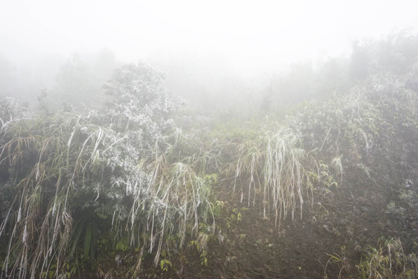 Chùm ảnh băng giá xuất hiện tại Sa Pa - ảnh 1