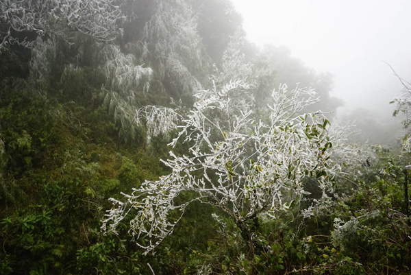 Chùm ảnh băng giá xuất hiện tại Sa Pa - ảnh 2