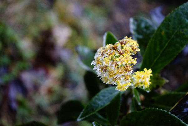 Chùm ảnh băng giá xuất hiện tại Sa Pa - ảnh 3