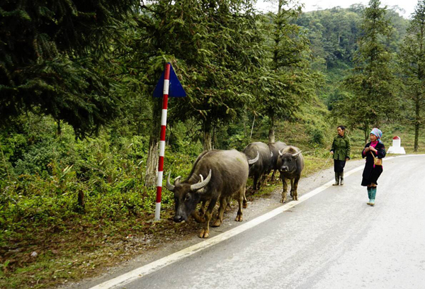 Chùm ảnh băng giá xuất hiện tại Sa Pa - ảnh 13