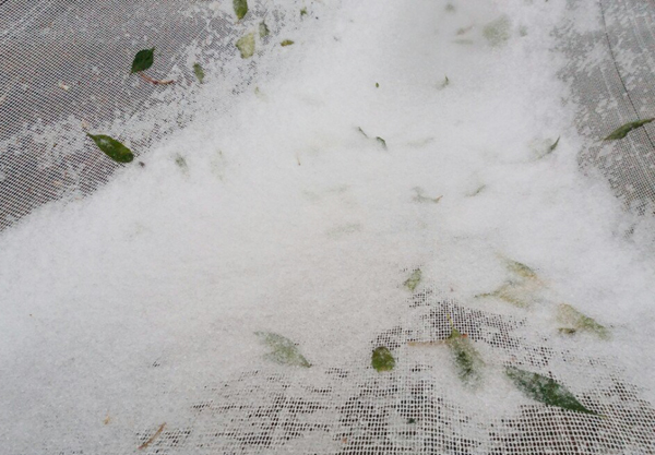 Lào Cai: Tuyết phủ trắng khắp nơi, có nơi dày 5cm - ảnh 21