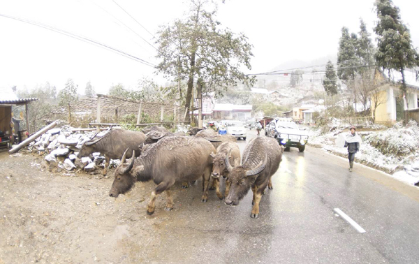 Lào Cai: Tuyết phủ trắng khắp nơi, có nơi dày 5cm - ảnh 11
