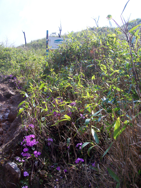 Hoa báo xuân khoe sắc trên đường lên đỉnh Phan Si Păng - ảnh 2