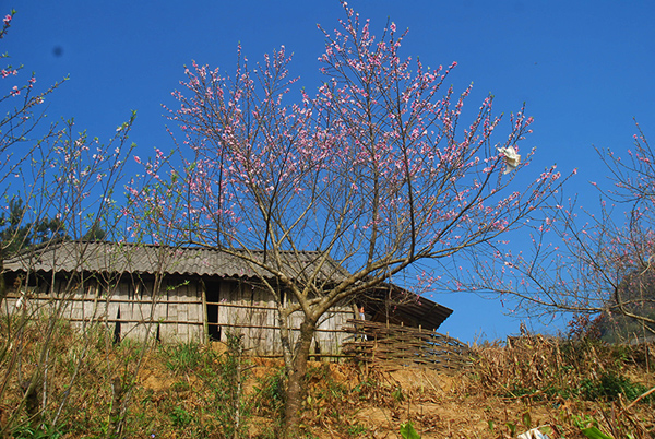 Lên vùng cao ngắm hoa đào nở muộn - ảnh 2