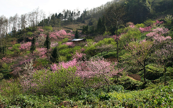 Lên vùng cao ngắm hoa đào nở muộn - ảnh 3