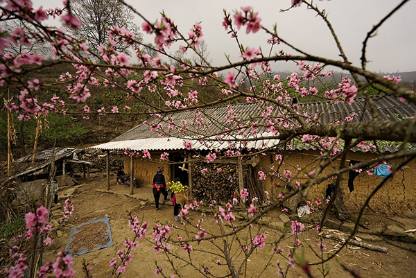 Lên vùng cao ngắm hoa đào nở muộn - ảnh 6