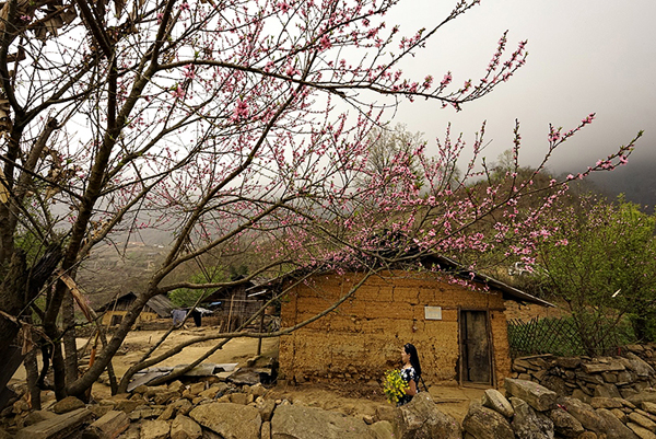 Lên vùng cao ngắm hoa đào nở muộn - ảnh 7