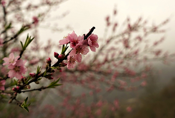 Lên vùng cao ngắm hoa đào nở muộn - ảnh 8