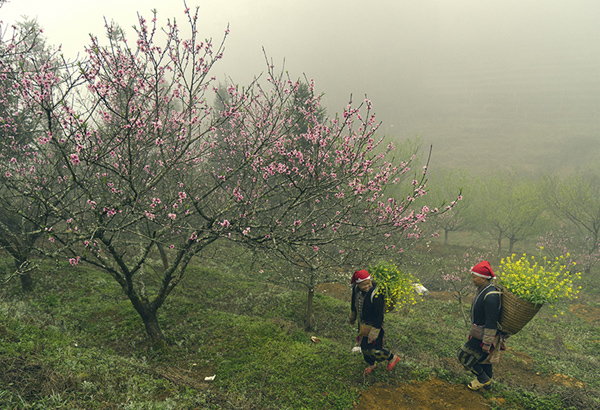 Lên vùng cao ngắm hoa đào nở muộn - ảnh 10