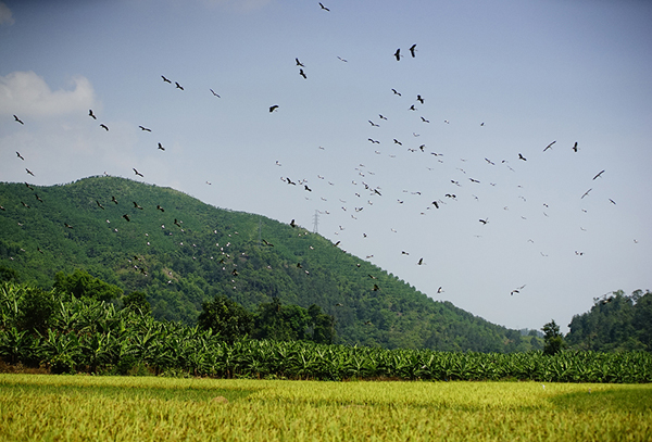 Lào Cai xuất hiện đàn chim lạ - ảnh 2