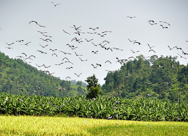 Lào Cai xuất hiện đàn chim lạ - ảnh 3