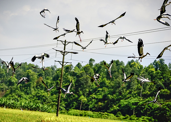 Lào Cai xuất hiện đàn chim lạ - ảnh 4