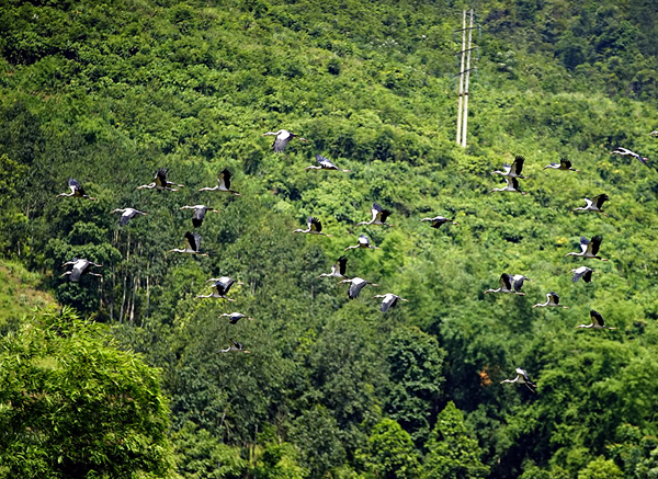 Lào Cai xuất hiện đàn chim lạ - ảnh 5
