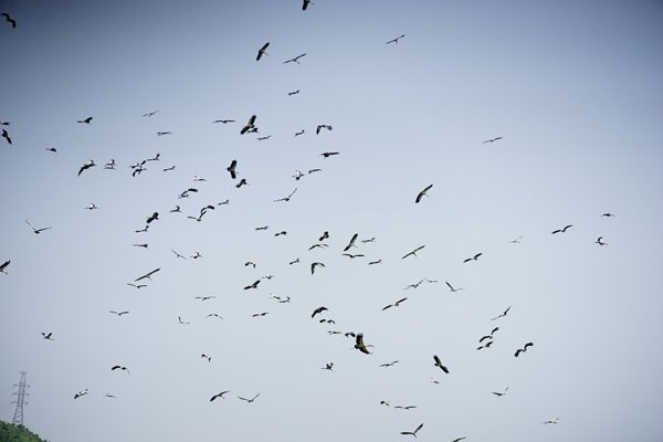 Lào Cai xuất hiện đàn chim lạ - ảnh 6