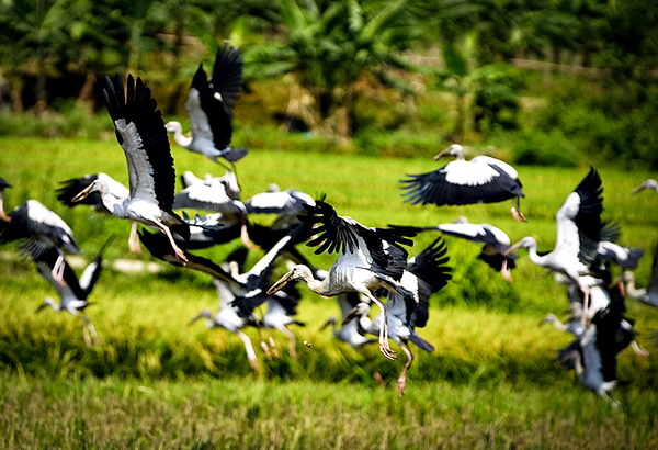 Lào Cai xuất hiện đàn chim lạ - ảnh 7