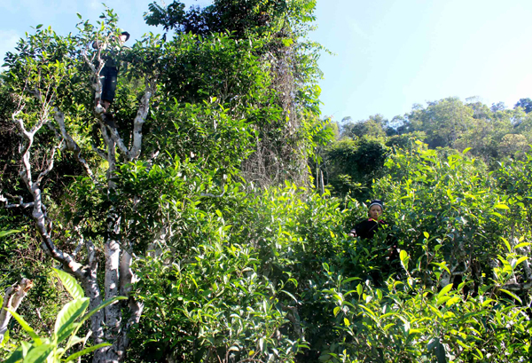 Chè Shan tuyết cổ thụ trên vùng cao Tả Củ Tỷ - ảnh 1