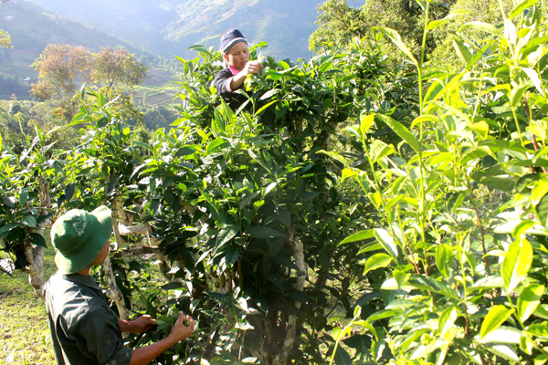 Chè Shan tuyết cổ thụ trên vùng cao Tả Củ Tỷ - ảnh 2