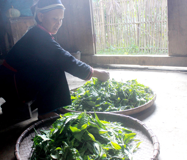 Chè Shan tuyết cổ thụ trên vùng cao Tả Củ Tỷ - ảnh 3