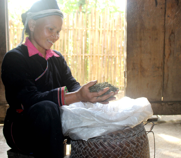 Chè Shan tuyết cổ thụ trên vùng cao Tả Củ Tỷ - ảnh 6