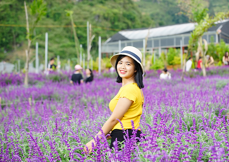 Tím biếc hoa oải hương trên cao nguyên trắng - ảnh 5