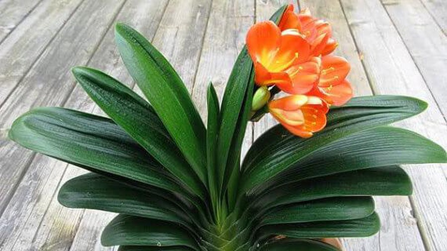 Trồng ngay loài hoa vừa sang trọng, yêu kiều vừa mang phong thủy tốt, rước quý nhân vào nhà bạn
