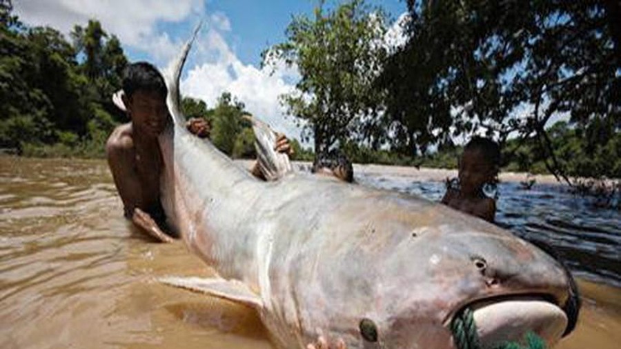 Hiếm có, 'thủy quái' khổng lồ, nặng 600 kg trên sông Cửu Long