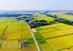 VN needs policies to develop agricultural land market