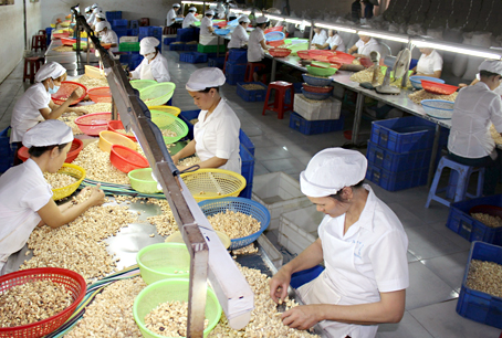 Vietnam's cashew exports to exceed target, says industry