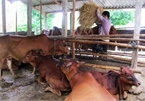 Vietnam to develop cattle breeding, say officials