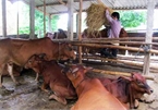 Vietnam to develop cattle breeding, say officials
