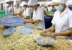 More efforts needed to maintain VN’s leading position in cashew export