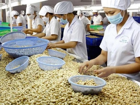 More efforts needed to maintain VN’s leading position in cashew export