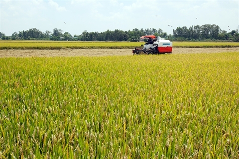 Vietnam Food Association demands priority clearance for rice stuck at ports