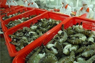 Viet Nam has high shrimp export growth to US and Japan in Q1