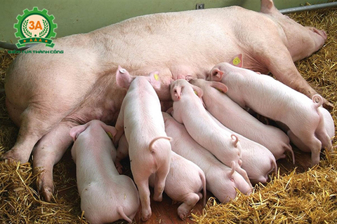 Vietnam imports pigs from Thailand