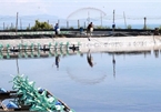 Shrimp exports expected to increase in coming months