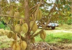 Bitter harvest for Mekong fruit farmers