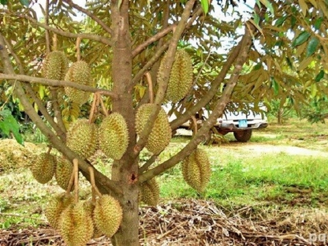 Bitter harvest for Mekong fruit farmers