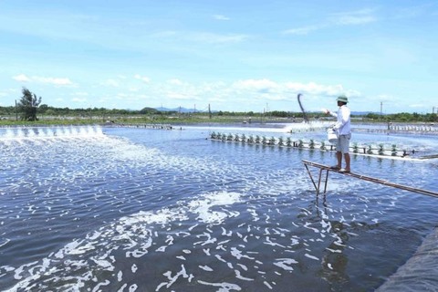 Vietnam shrimp exports to surge as demand increases