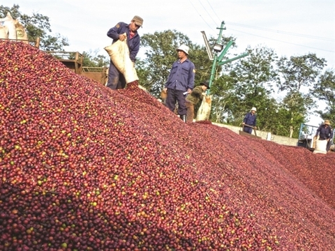 Coffee exports, consumption drop due to COVID-19