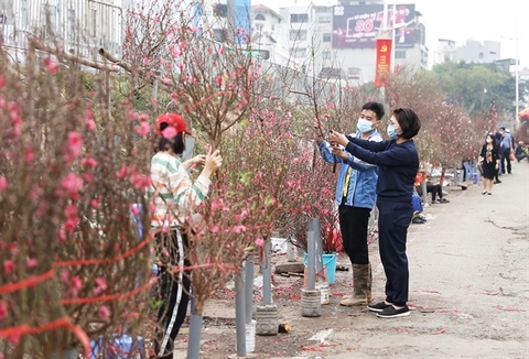 COVID-19 outbreak takes a toll on peach blossom sales