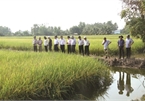 'Nature - based' farming a winner in Mekong Delta