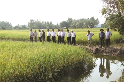 'Nature - based' farming a winner in Mekong Delta