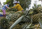 Farm produce pile up in south as farmers struggle to sell them amid COVID restrictions