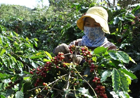 Vietnam coffee industry targets US$6 billion export value in 2030