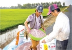 Fertiliser enterprises enjoy record profits, seeing bright prospects