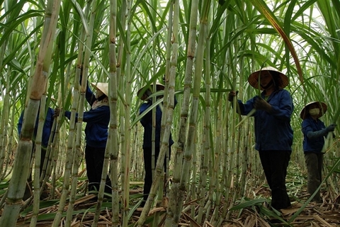 Trade remedies aid Vietnam's sugar industry