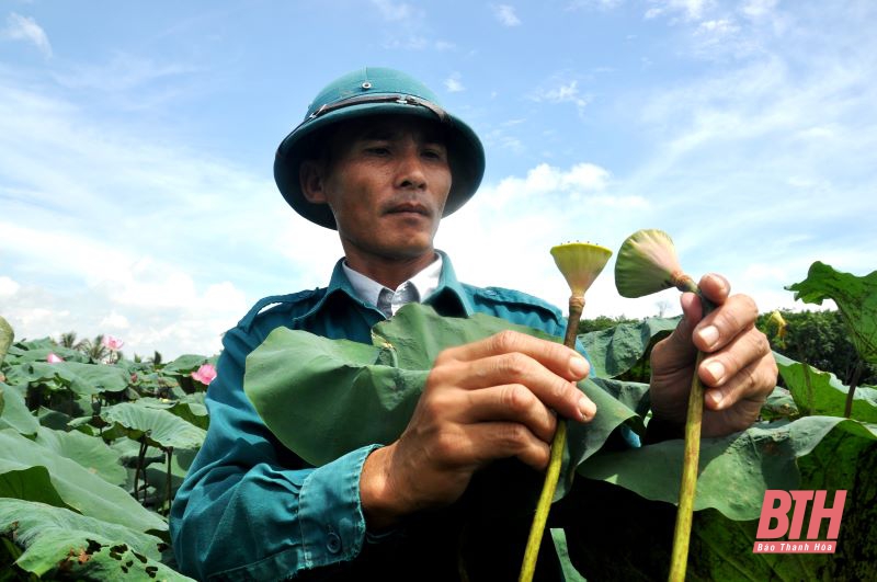 “Hái” tiền tỷ nhờ trồng cây sen Nhật