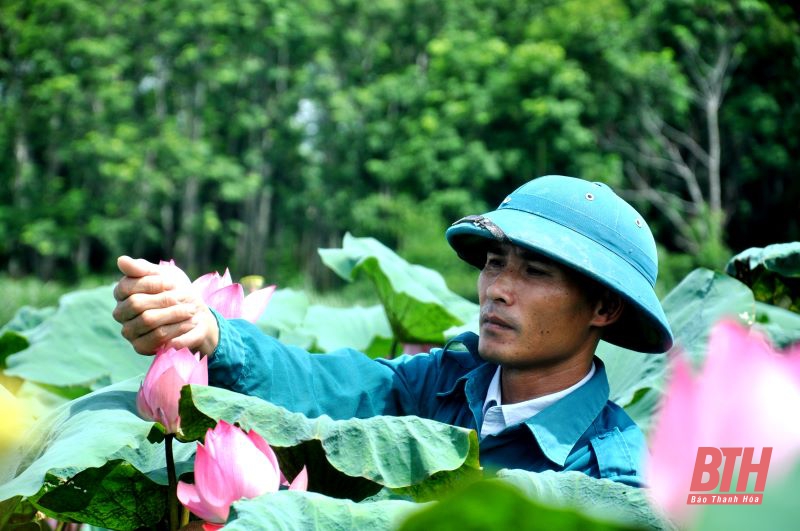 “Hái” tiền tỷ nhờ trồng cây sen Nhật